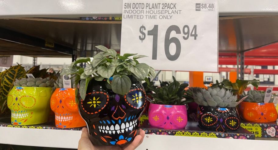 Day of the Dead Planter 2-Pack Just $16.94 at Sam’s Club