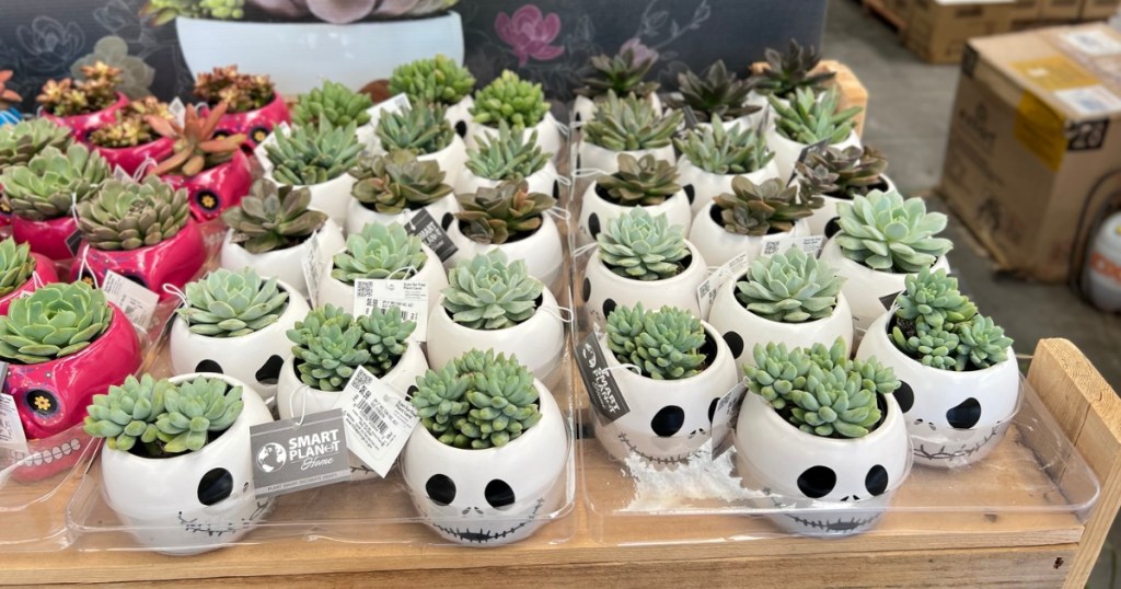 different types of succulents in skeleton planters at home depot