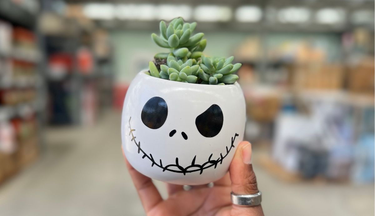 These Fun Skeleton Succulents Are Great for Halloween & Just $6.98 at Home Depot
