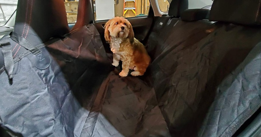 small brown dog sitting on black carseat cover in backseat of a car