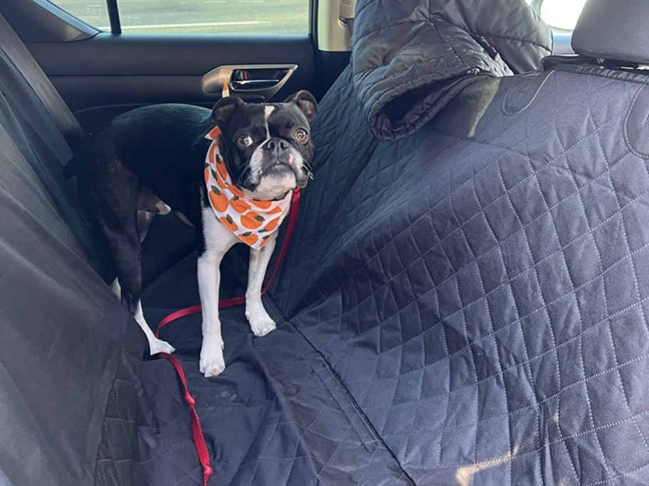 black and white dog sitting on black dog carseat cover in backseat of car