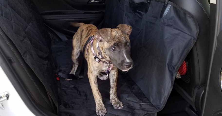 brown dog sitting on black carseat cover in backseat of a car
