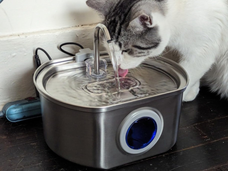 قطة تشرب من نافورة الماء