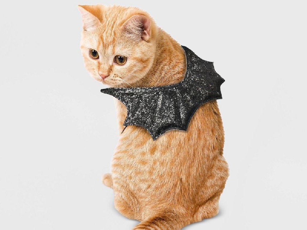 cat wearing bat costume
