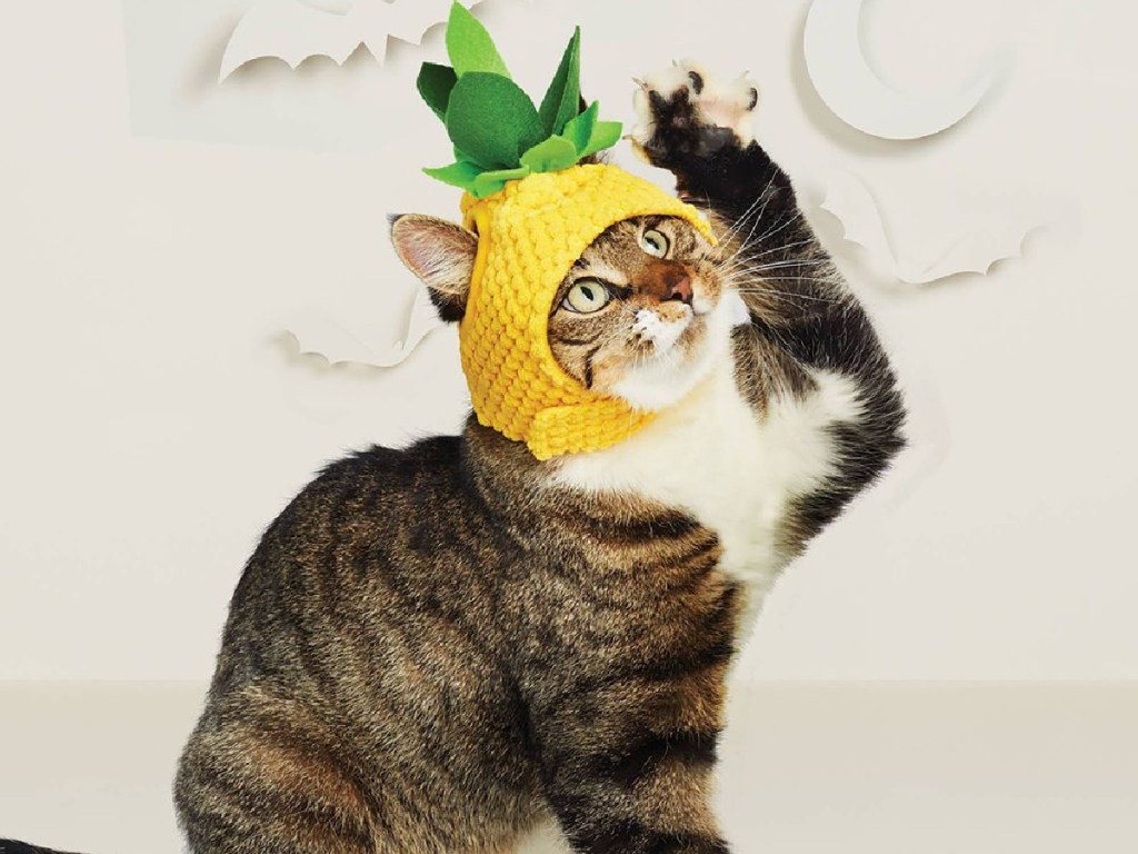 cat wearing pineapple costume