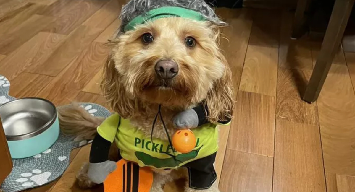 Target Halloween Pet Costumes & Accessories from 2.83 Hip2Save