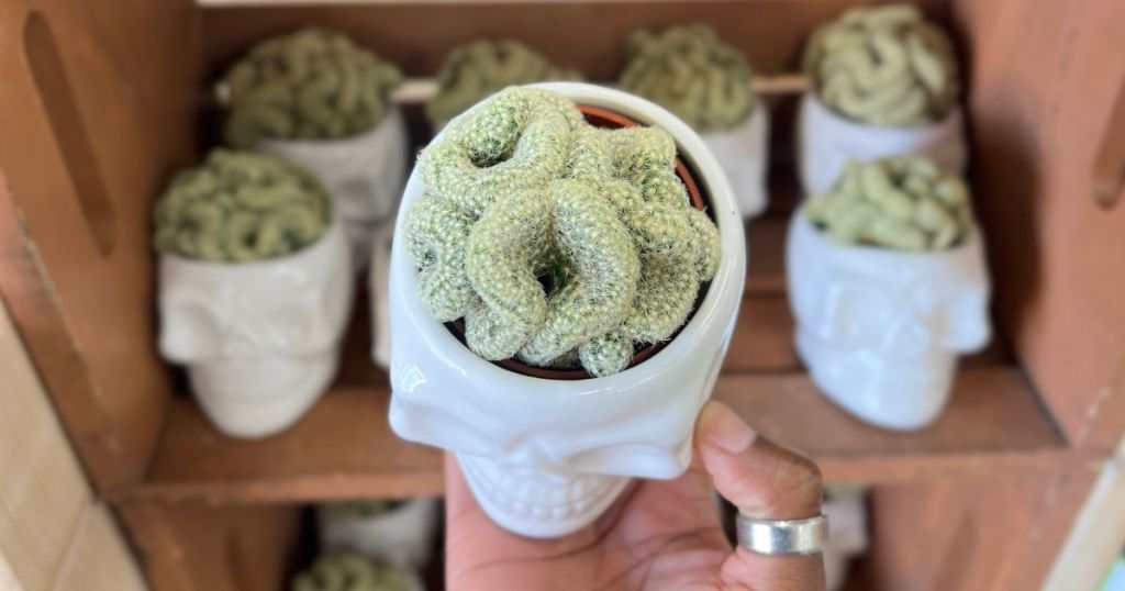 Trader Joe’s Brain Cactus in a Small Ceramic Skull