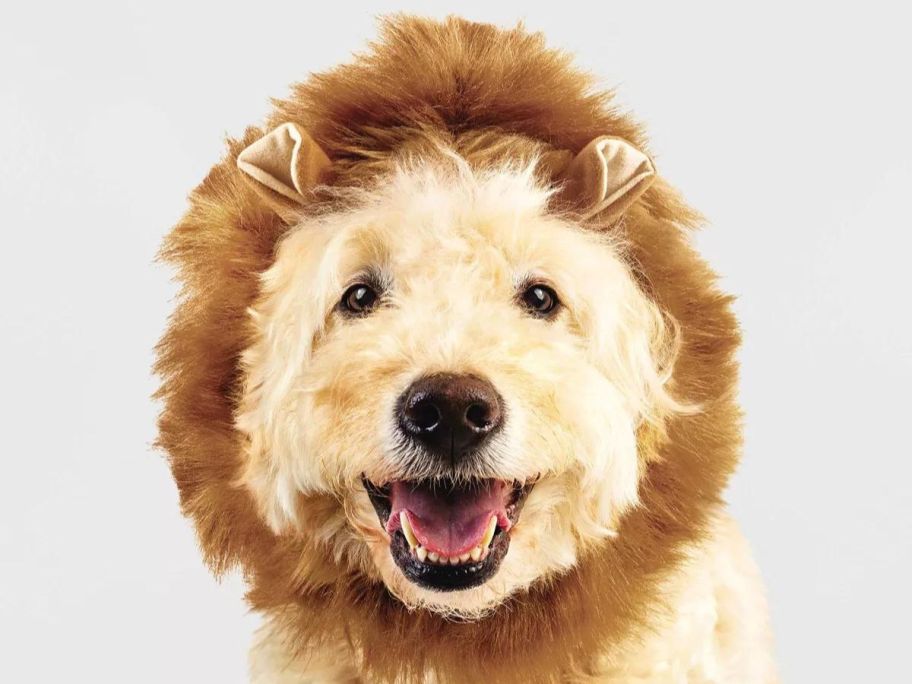 A dog wearing a lion's mane costume