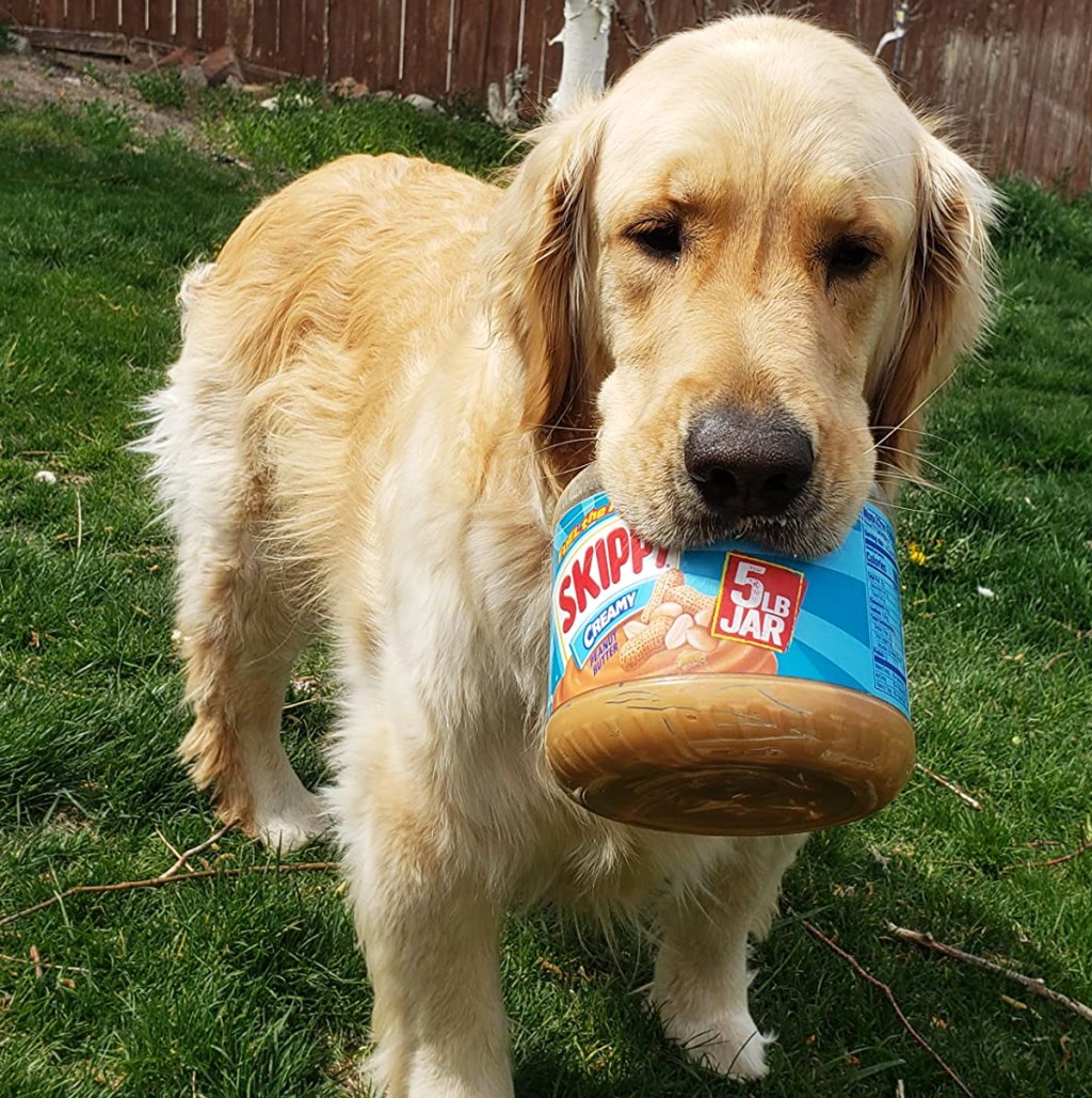 golden retriever with jar of peanut butter in its mouth