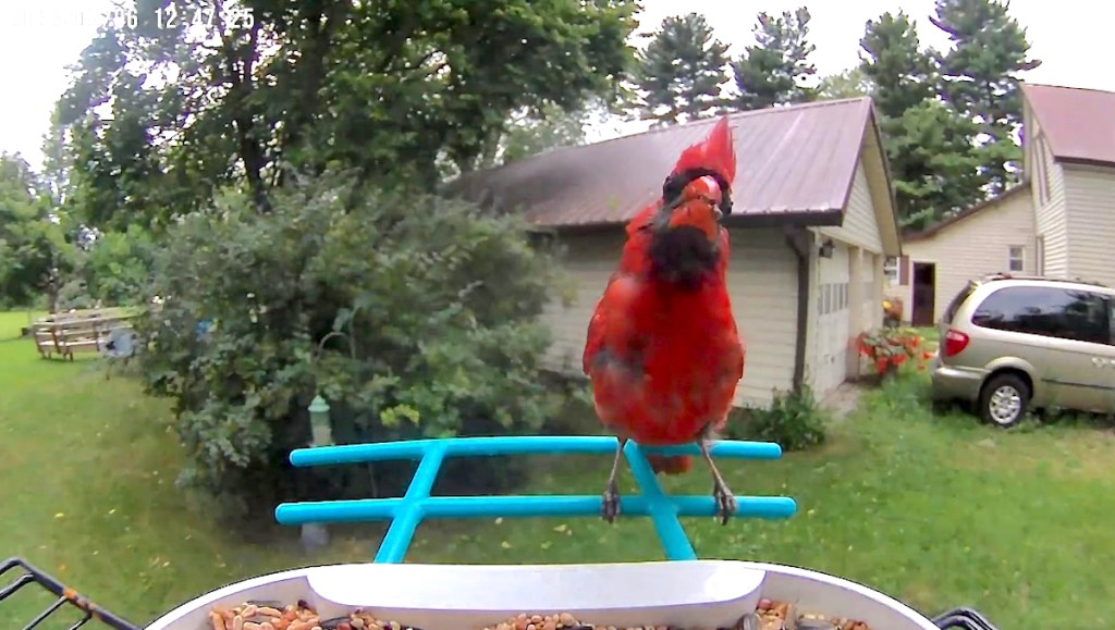 camera fish eye view of red male cardinal on bird feeder