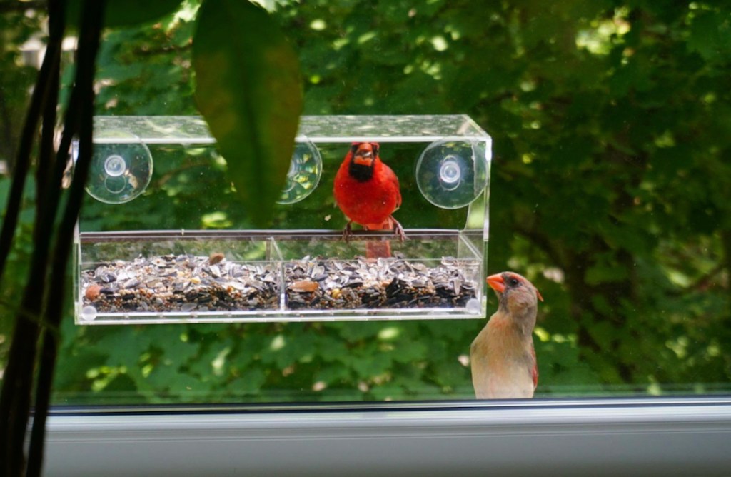 two cardinals sitting by clear window bird feeder outside on window