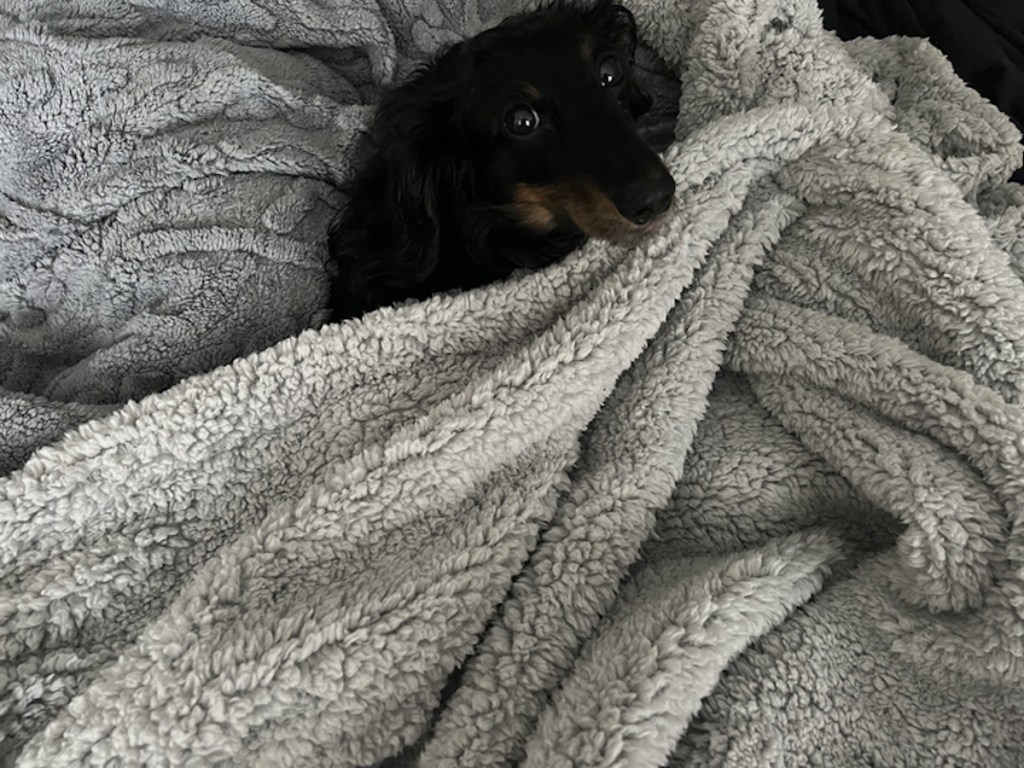 dog sitting in blanket