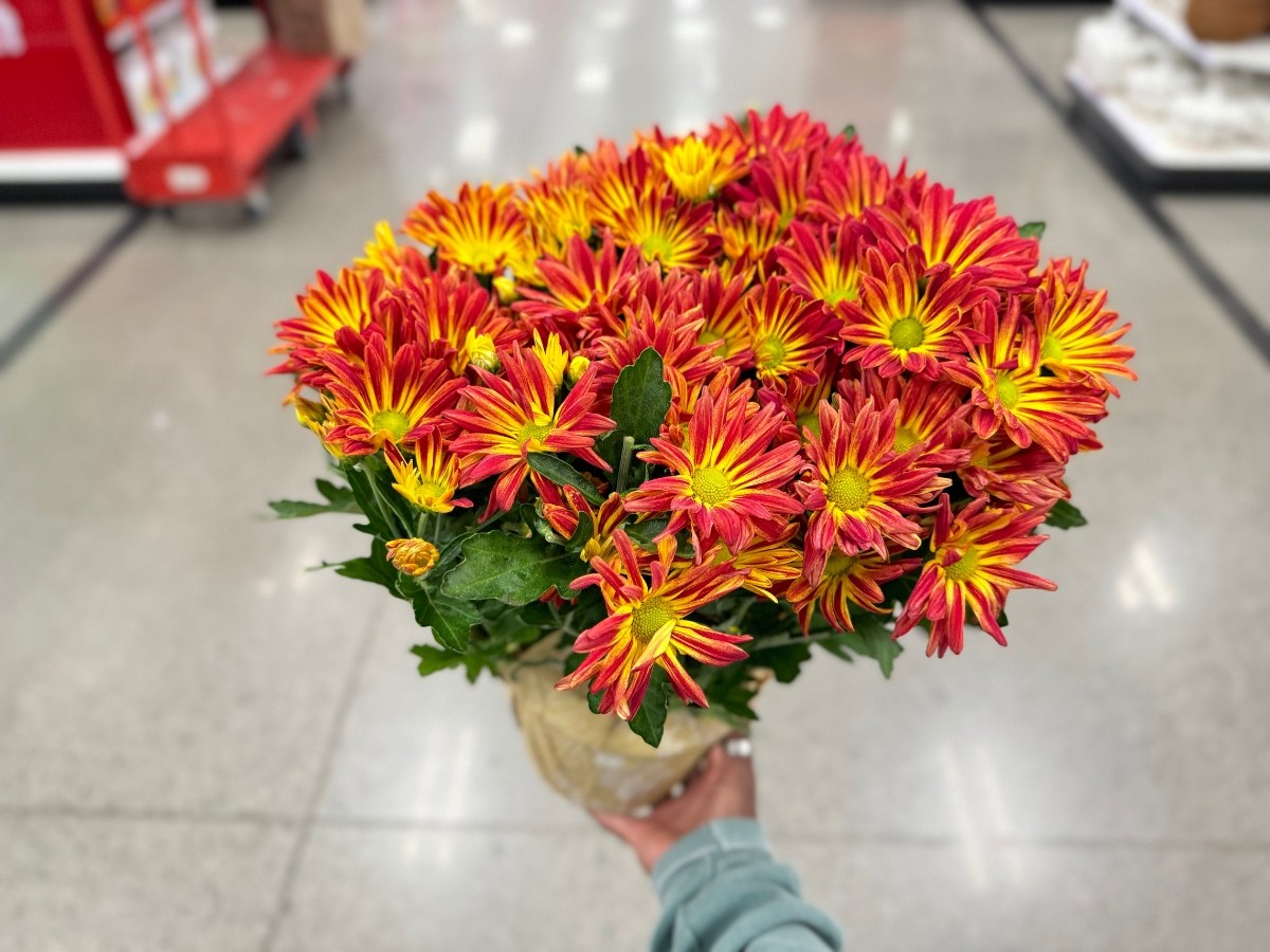 Looking for Fall Mums? Target Has Tons for ONLY $8 | Hip2Save