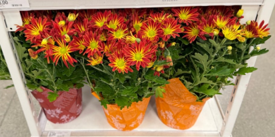 Looking for Fall Mums? Target Has Tons for ONLY $8