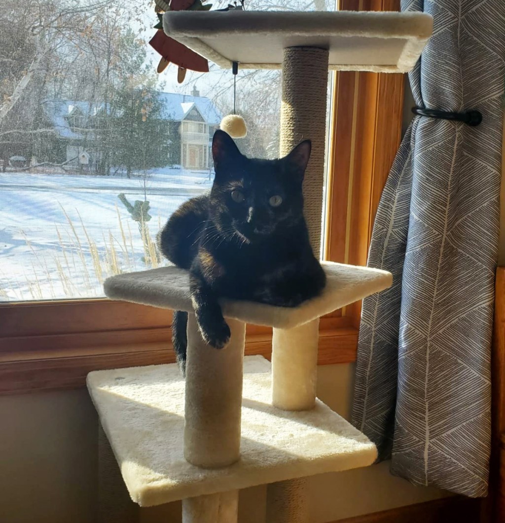 black cat laying on a cat tower near a window