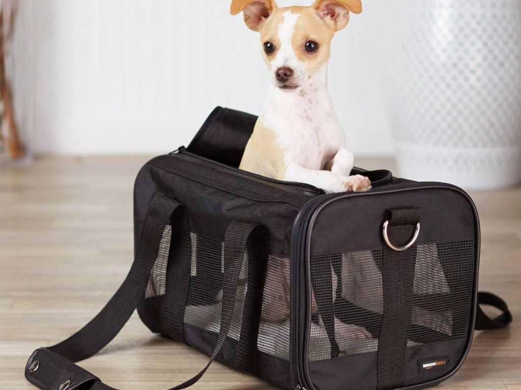 small dog in an Amazon basics pet carrier bag