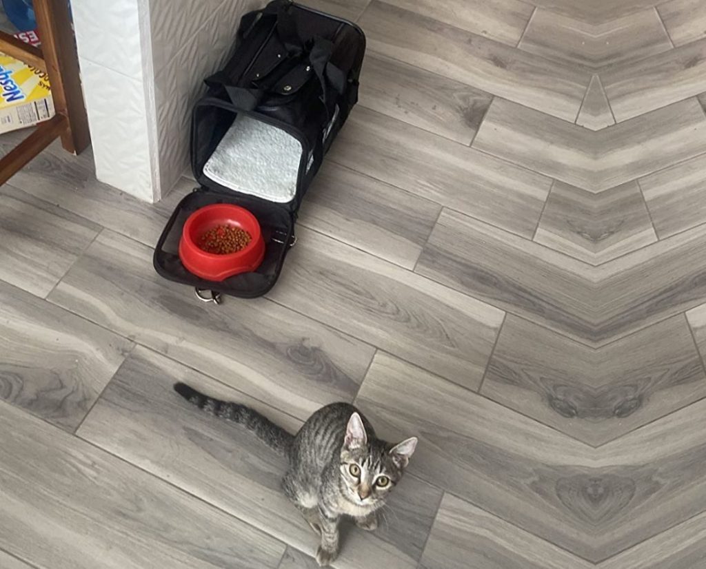 Cat near an Amazon Basics Pet Carrier bag