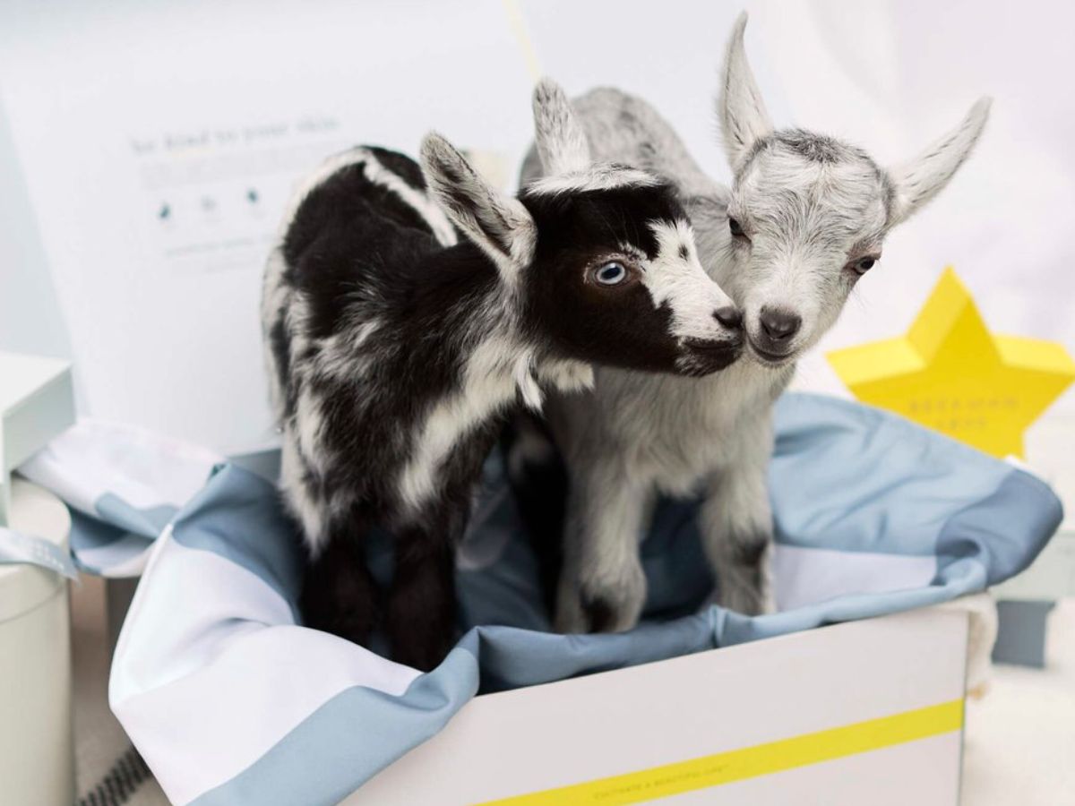 2 Baby Goats in a Beekman 1802 gift box