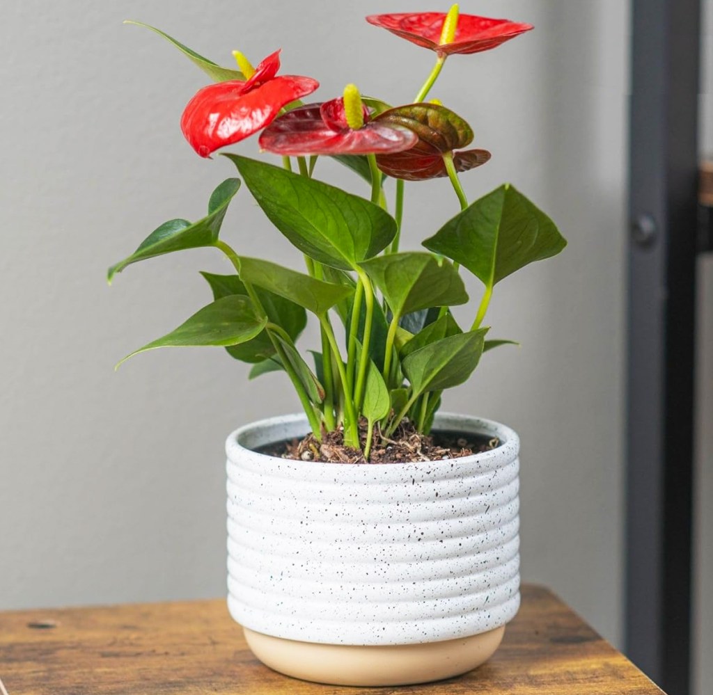 Live Anthurium with Red Flowers in white pot on wood table