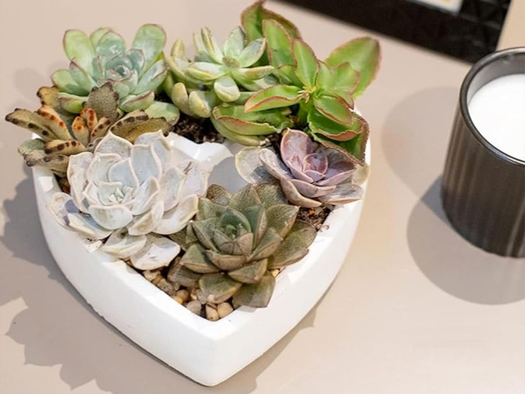 succulents in a white heart-shaped planter