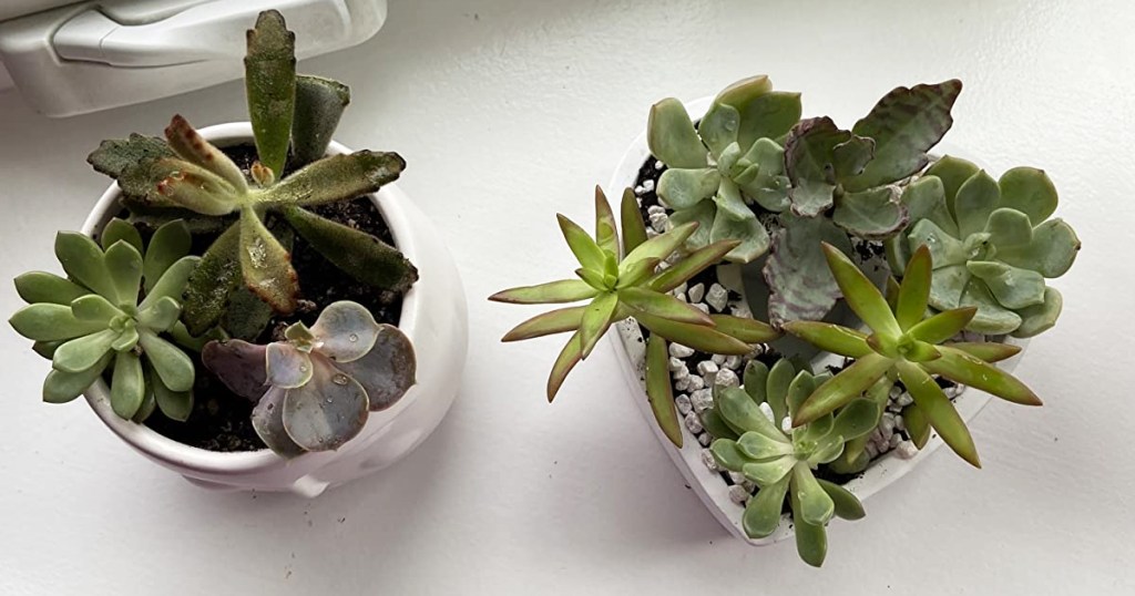 succulents planted in white planters on desk