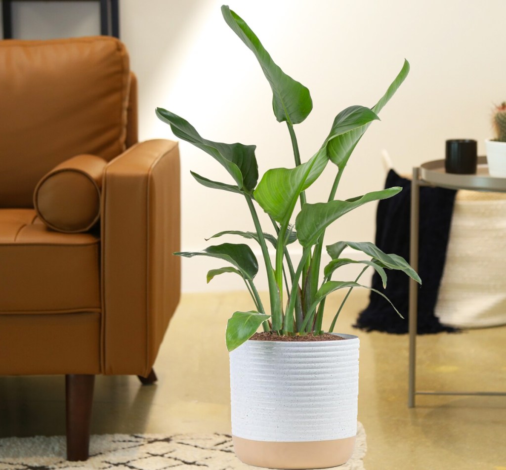 Bird of Paradise in white planter in living room