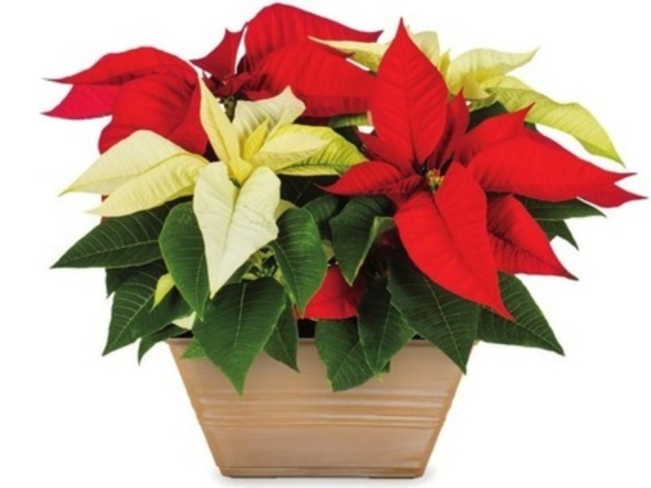 a large tan planter pot with red and white poinsettia flowers in it