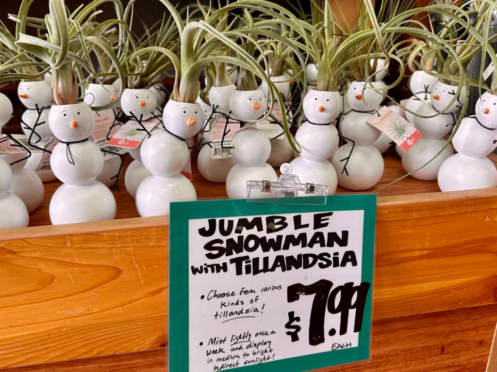 Jumble Snowman with Tillandsia