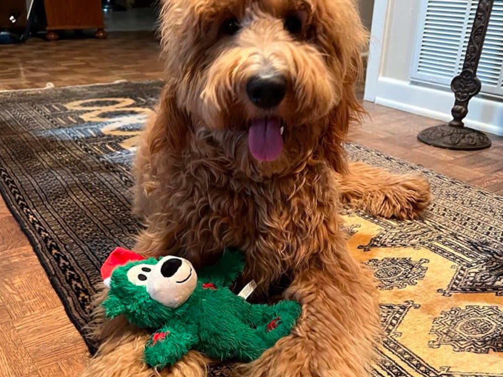 KONG Holiday Wild Knots Bear Plush Dog Toy being played with by a dog