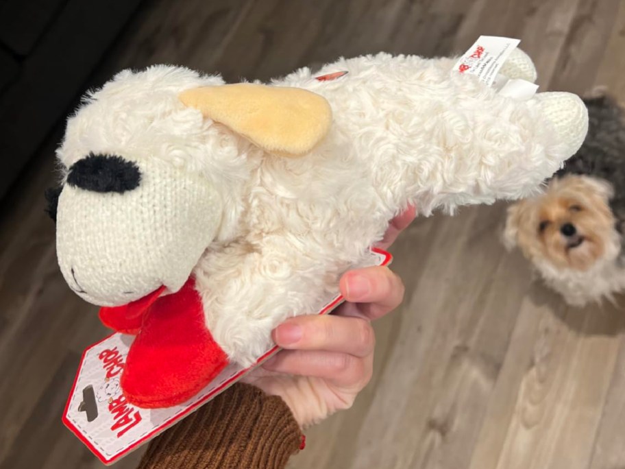 Lamb dog toy in woman hand with dog in the background