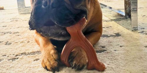 Up to 55% Off Nylabone Chew Toys on Amazon | Today ONLY
