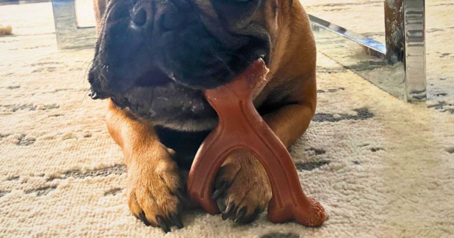 Dog chewing on a Nylabone toy