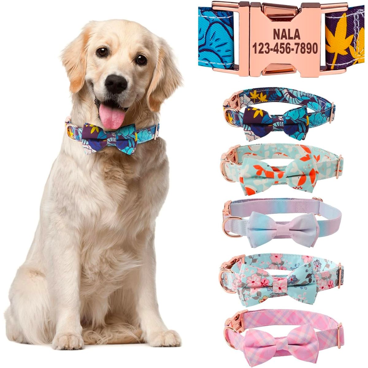 A golden retriever in a Personalized bowtie Dog Collar with color options stock image