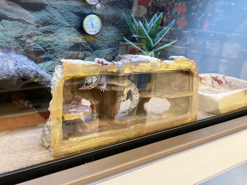 lizard in a glass display case in store
