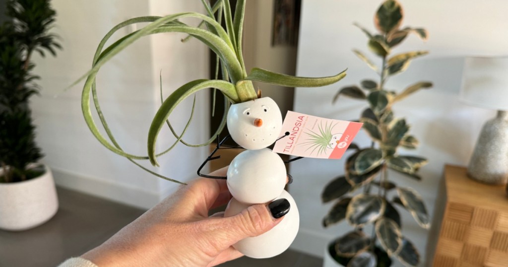 Jumble Snowman w/ Tillandsia