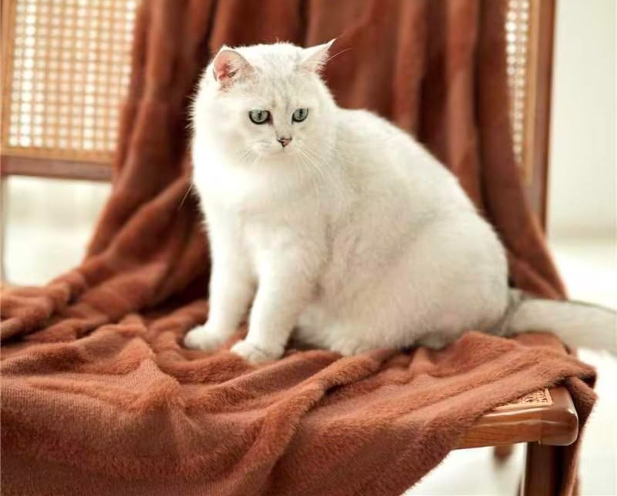 Snuggle Sac Luxury a white cat sitting on a Feather Yarn Fluffy Throw Blanket 50x60” in Sahara Terracotta