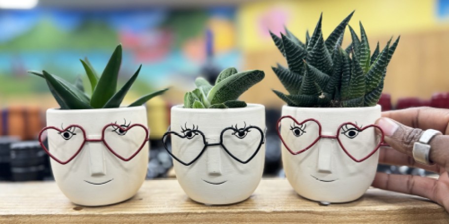 Trader Joe’s Valentine’s Day Succulents Only $5.99 (Last-Minute Gift Idea!)
