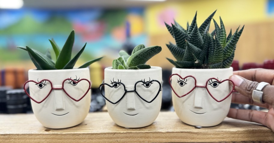 three succulents in white planters with heart shaped glasses