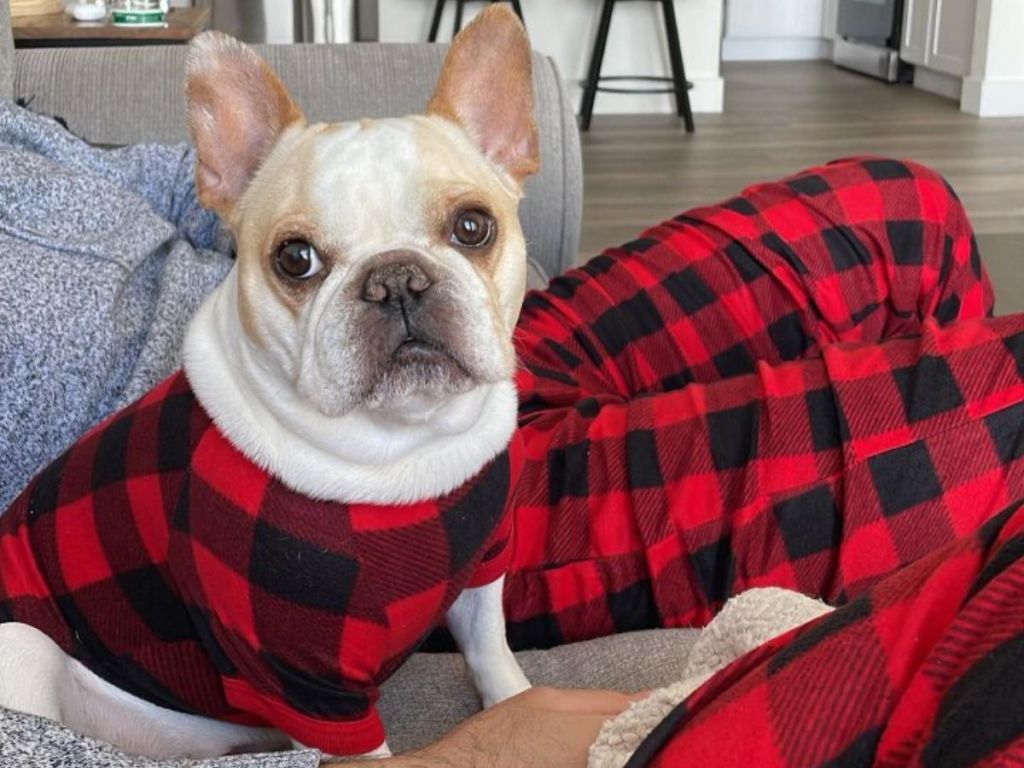 A dog in Wondershop Buffalo Check Matching Family Pajamas