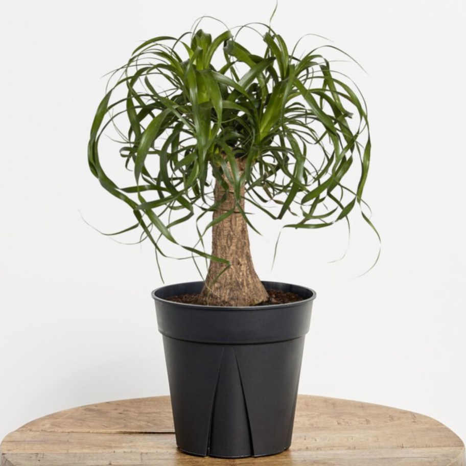 palm plant in black pot