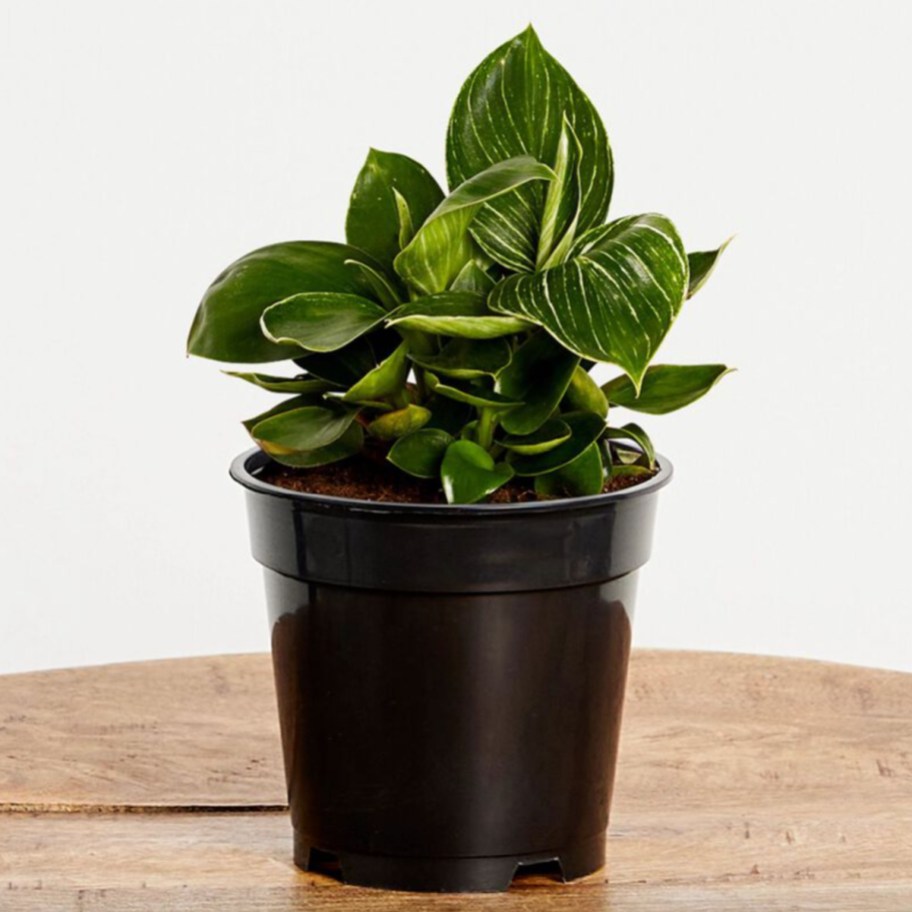 birkin plant in black pot