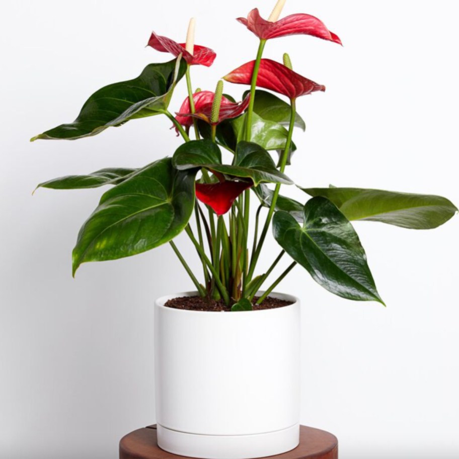 anthurium plant with flowers in white pot