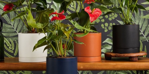 Up to 30% Off AeroGarden Houseplants | TWO Potted Plants w/ Food JUST $53.50 Shipped ($85 Value!)