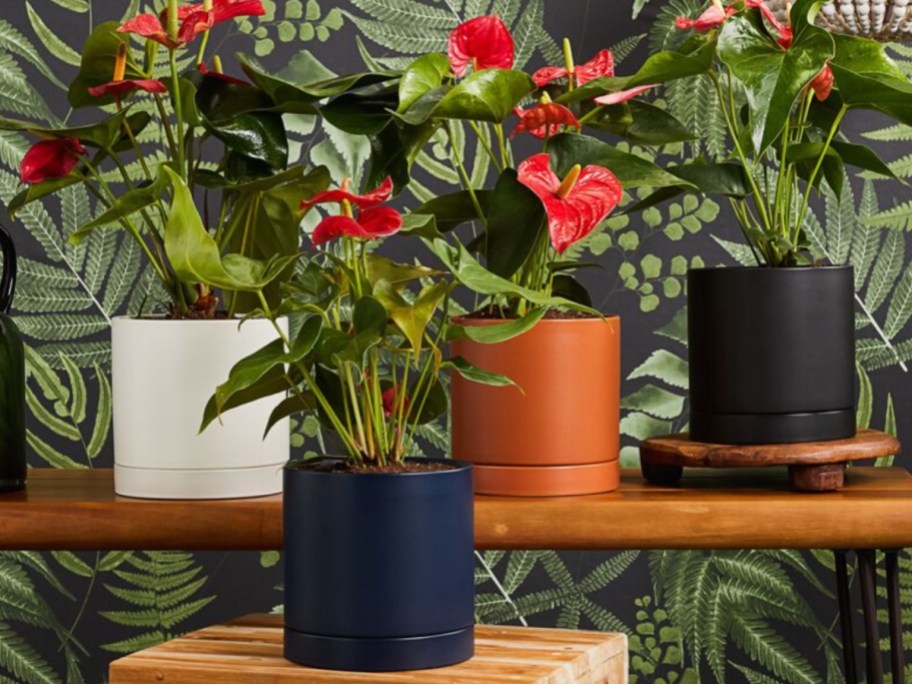 many flowered pants in colorful pots