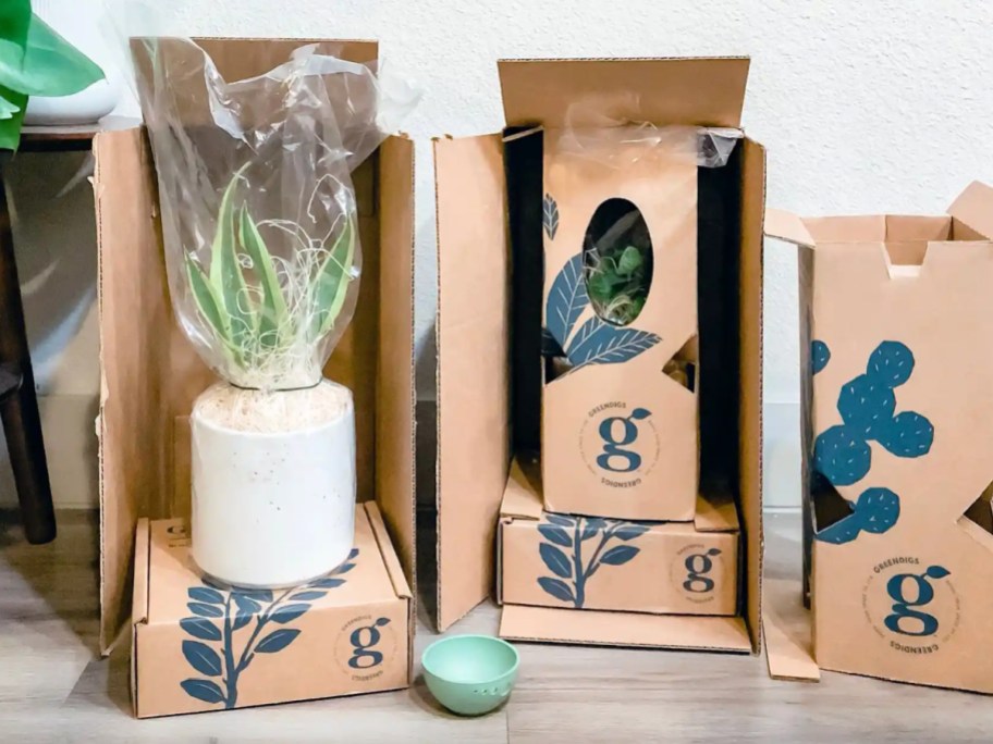 houseplant in shipping boxes