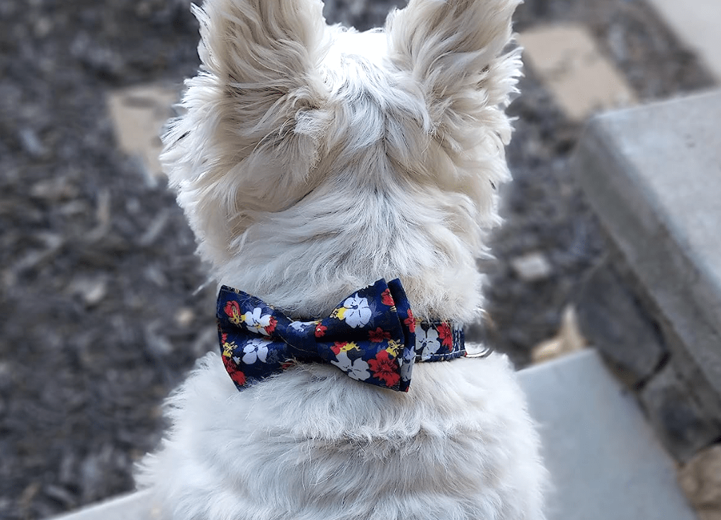 dog wearing bowtie 