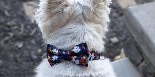 Personalized Bowtie Pet Collars from $5 Shipped on Amazon (Regularly $13)