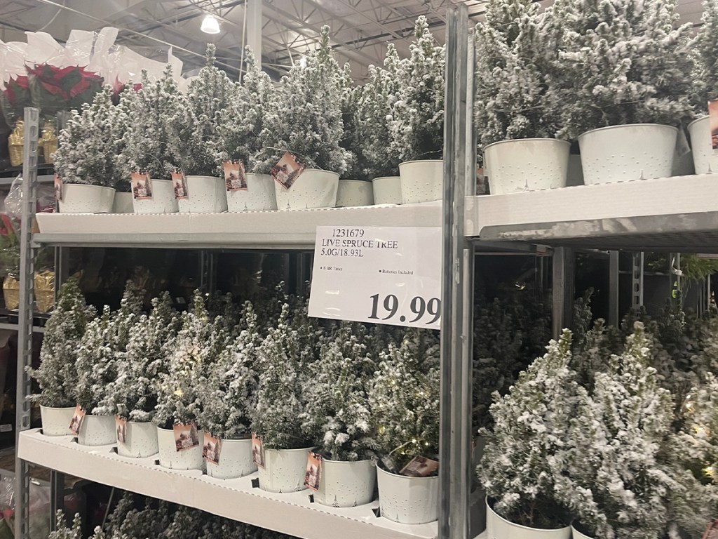 live spruce trees with lights in white pots on shelf