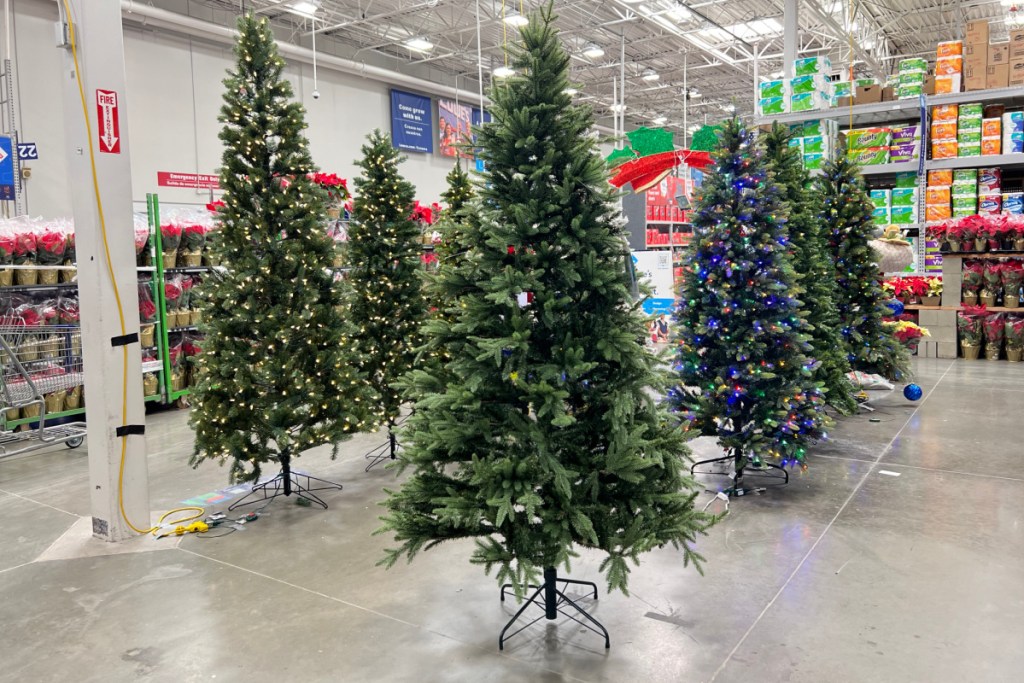 lighted christmas trees in store at lowes