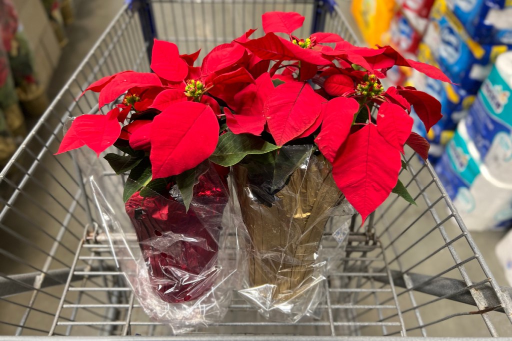 two poinsettias in lowes cart